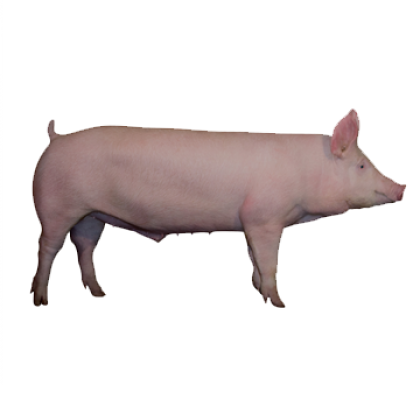 A-line-boar-NV-01055_1920