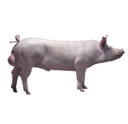 TN-Tempo-without-background-NV-00477_1920--Photo_Jens_Haugen_1