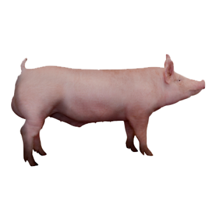 Z-line-boar-NV-01053_1920